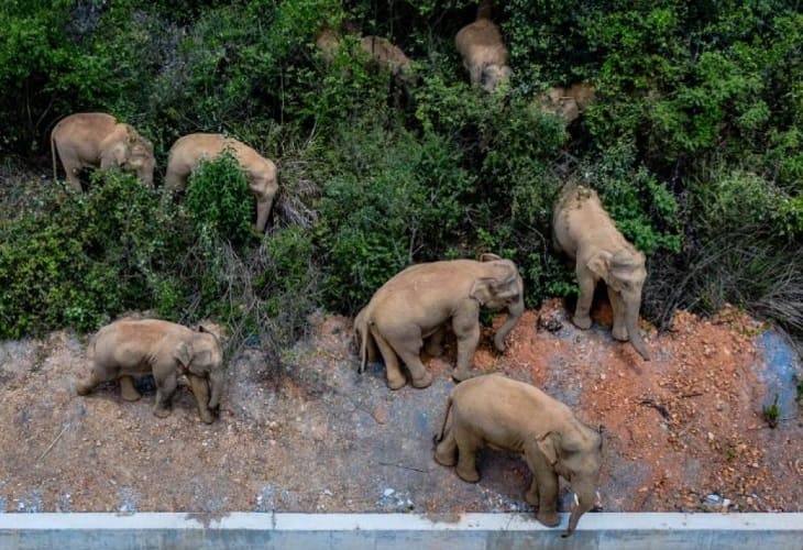 La odisea sin fin de los elefantes salvajes que yerran por China