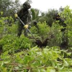 Las hectáreas sembradas de coca en Colombia se redujeron un 7 en 2020