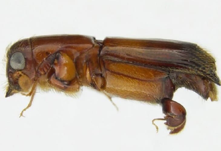 Los escarabajos cultivaban hongos hace más de 100 millones de años (1)