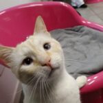 Los gatos pueden contraer la covid-19 por dormir en la cama de su dueño