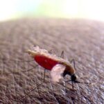 Recuperan test rápidos para detectar la malaria en menos de una hora
