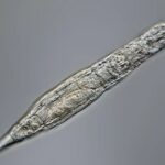 Un animal microscópico sobrevive tras 24.000 años en estado congelado