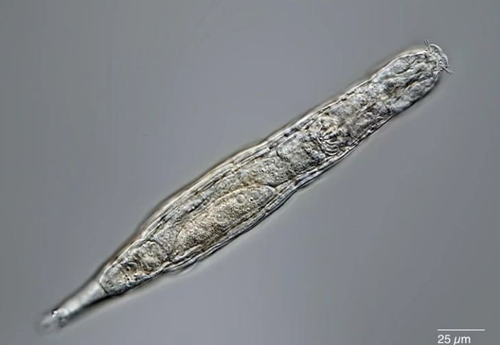 Un animal microscópico sobrevive tras 24.000 años en estado congelado