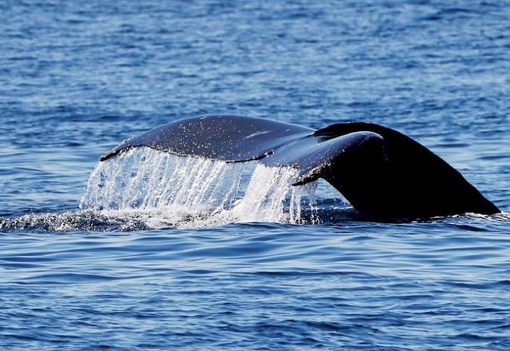 ballenas
