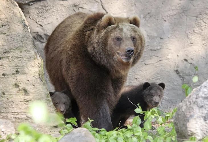 Activan un teléfono para alertar de la presencia de osos en entornos urbanos