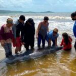 Alarma por la muerte en Puerto Rico de dos manatíes, especie en peligro de extinción