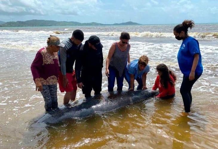 Alarma por la muerte en Puerto Rico de dos manatíes, especie en peligro de extinción