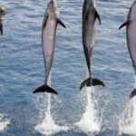 Así se adaptó el delfín para reproducirse en el mar