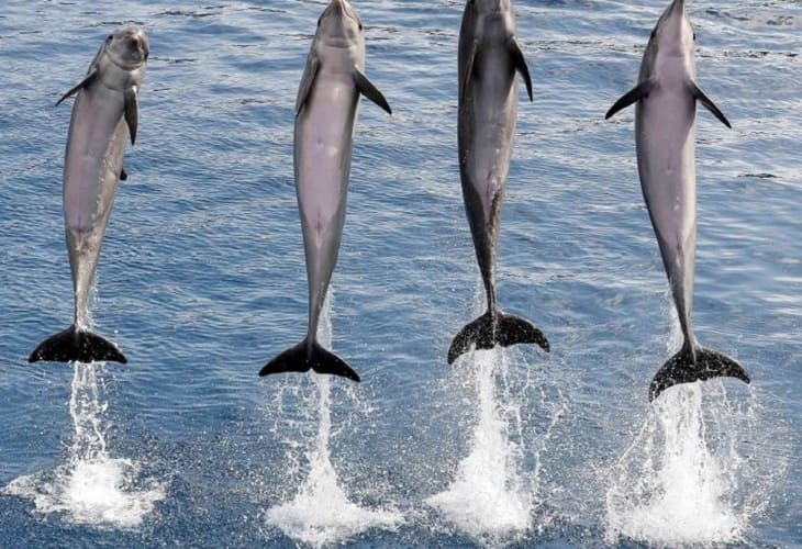 Así se adaptó el delfín para reproducirse en el mar