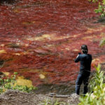 Caño Cristales, el río más bonito del mundo, brilla de nuevo tras la pandemia