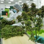 Colombia autoriza la exportación de la flor seca de cannabis con fines medicinales