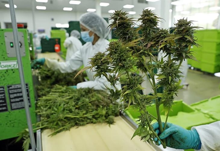 Colombia autoriza la exportación de la flor seca de cannabis con fines medicinales