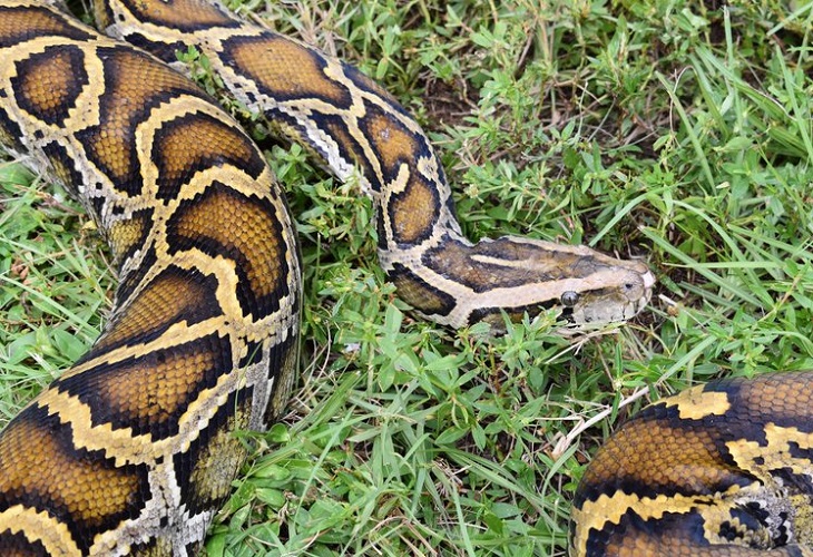 Comienza el “Florida Python Challenge”, un concurso de captura de pitones
