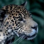 Conflictos entre humanos y vida silvestre causa la muerte del 75 de felinos