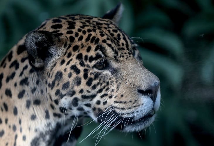 Conflictos entre humanos y vida silvestre causa la muerte del 75 de felinos