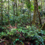 El bosque más nublado de Centroamérica, un poderoso almacén de carbono
