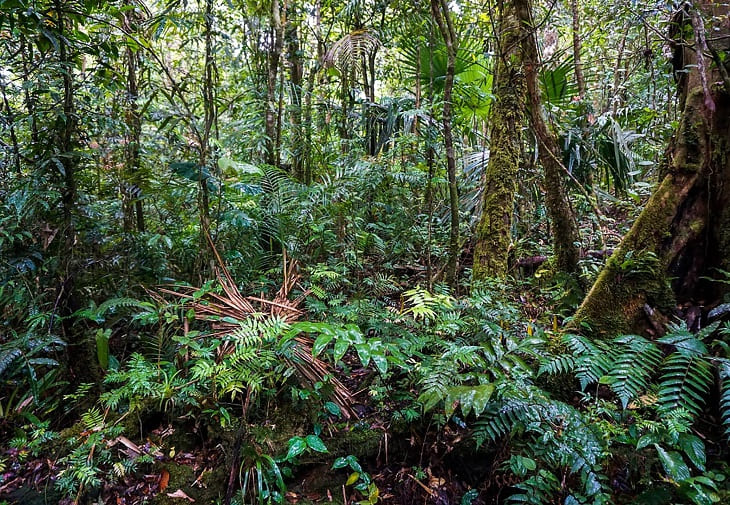 El bosque más nublado de Centroamérica, un poderoso almacén de carbono