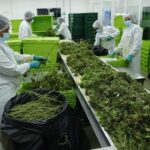 El cannabis medicinal, una oportunidad de oro verde en el campo colombiano