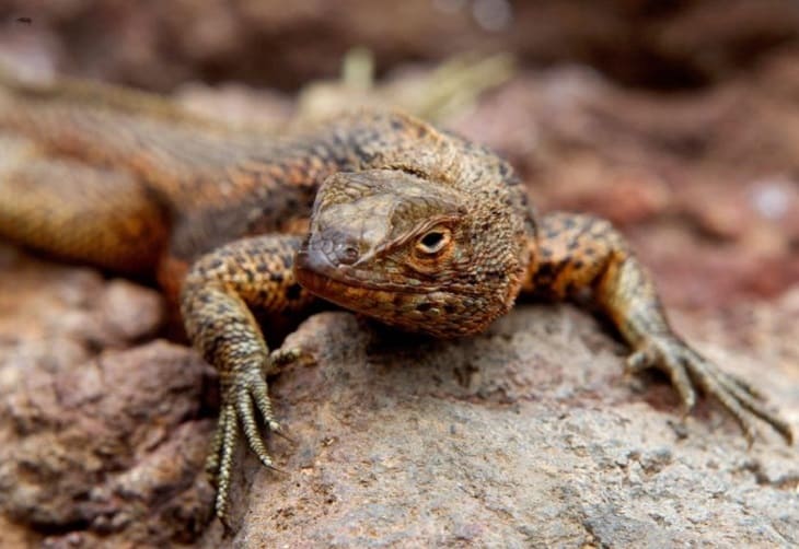 El descenso de anfibios y reptiles es por la acción humana y no por el cambio climático