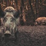 El impacto climático de los jabalíes es mayor que el de un millón de coches (1)