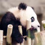 El oso panda ya no es especie “en peligro”, según China