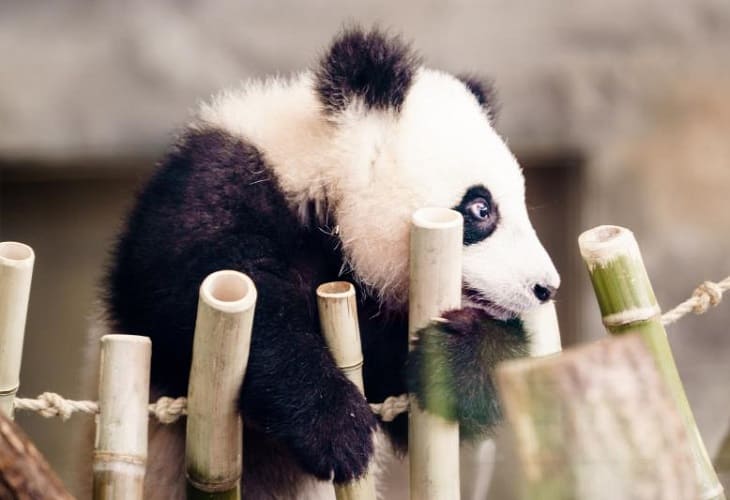 El oso panda ya no es especie “en peligro”, según China
