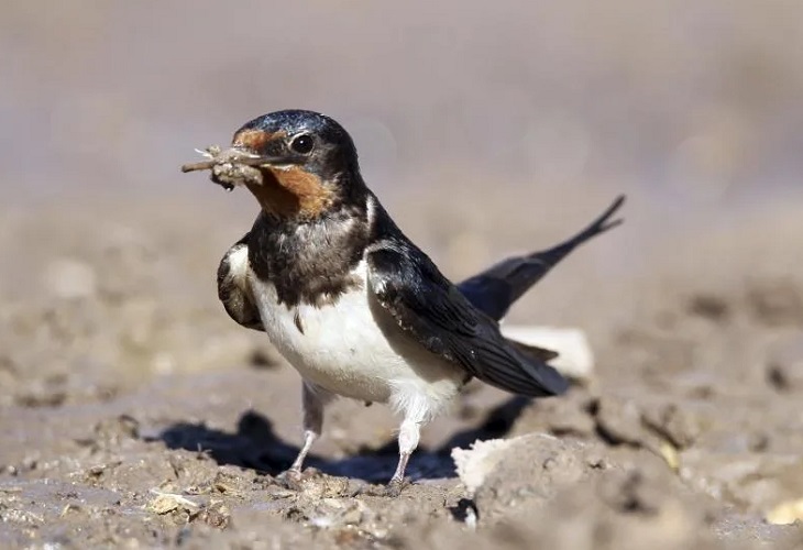 aves - SEO/BirdLife