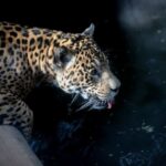 El tráfico ilegal de fauna silvestre amenaza a más de 300 especies en Perú