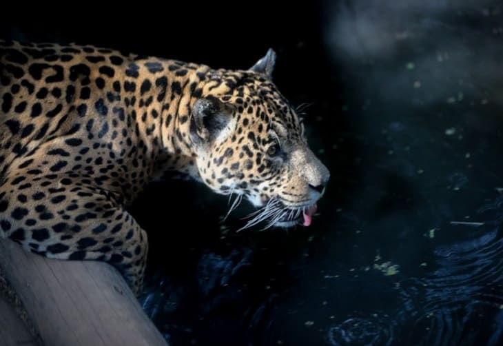 El tráfico ilegal de fauna silvestre amenaza a más de 300 especies en Perú