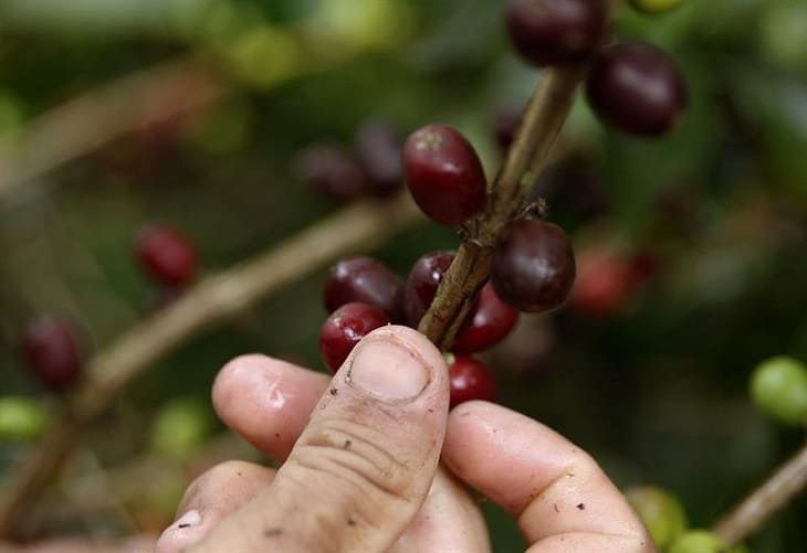 Exportaciones de café de Colombia caen un 11 en junio por bloqueos de vías