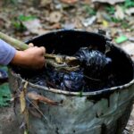 La contaminación y el cambio climático amenazan a los peces en la Amazonía de Ecuador