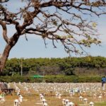 La pandemia cede un poco en Brasil, pero 1.635 personas mueren en un día