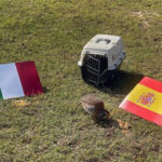 La perdiz roja Tako pronostica en Valencia el pase de España a la final