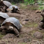Las tortugas gigantes, son los elefantes o los hipopótamos de Galápagos