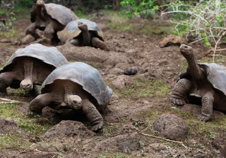 Las tortugas gigantes, son los elefantes o los hipopótamos de Galápagos