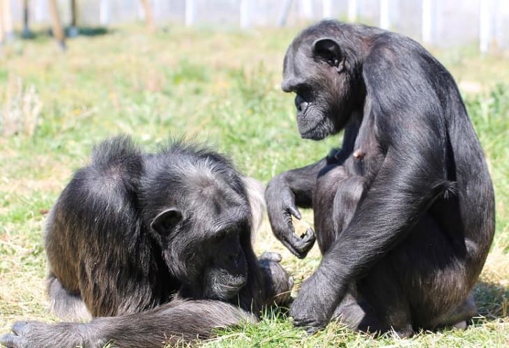 Los chimpancés, amenazados también por los trastornos mentales graves