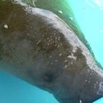 Mueren 841 manatíes en Florida hasta julio, la cifra más alta de su historia