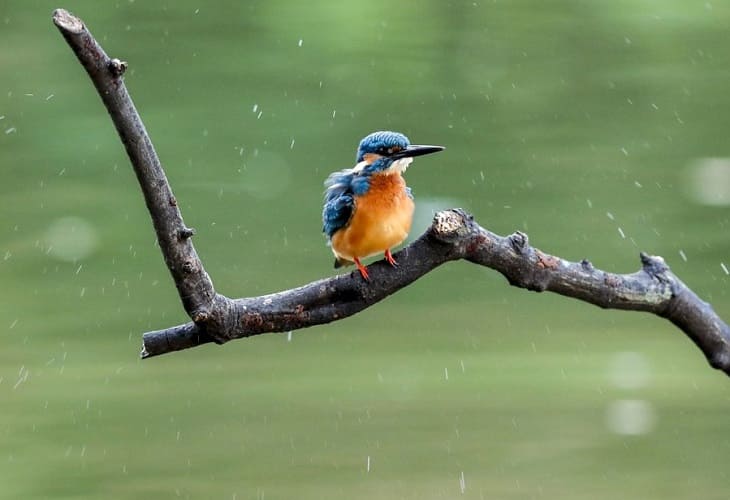 Música para preservar el legado sonoro natural del planeta