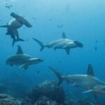 Tiburón viaja 4.000 kilómetros, regresa a Galápagos y no se sabe dónde está