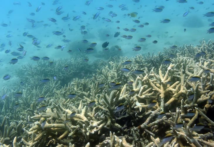 Unesco - La Gran Barrera de Coral