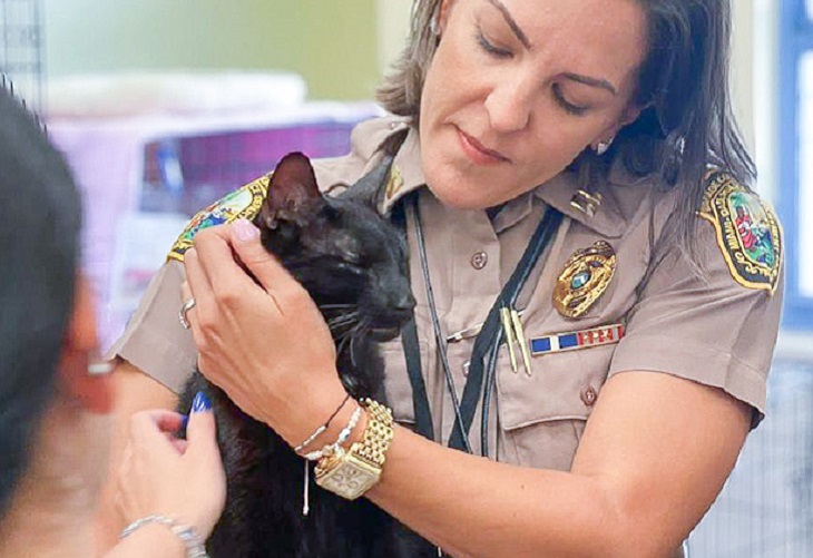 Binx, gato que sobrevivió a la caída de Champlain Towers