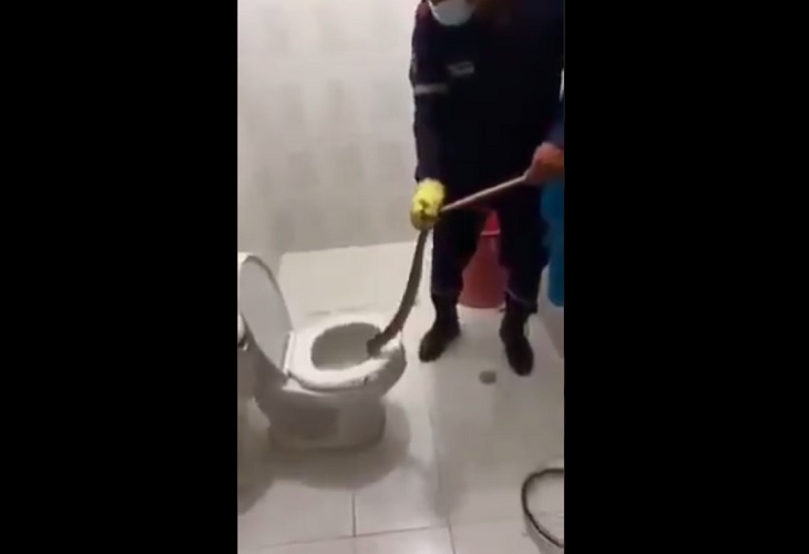 Encuentran una serpiente en el baño de una casa en Sahagún