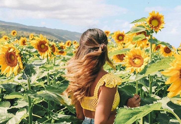 Corregimiento Pendales -en Luruaco - se ha llenado de girasoles