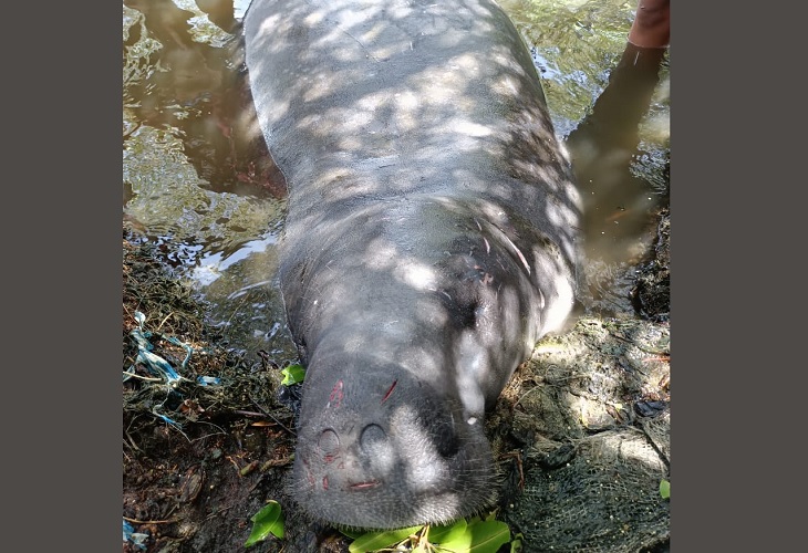 Julieta, la manatí liberada hace 7 días, fue asesinada en Tasajera