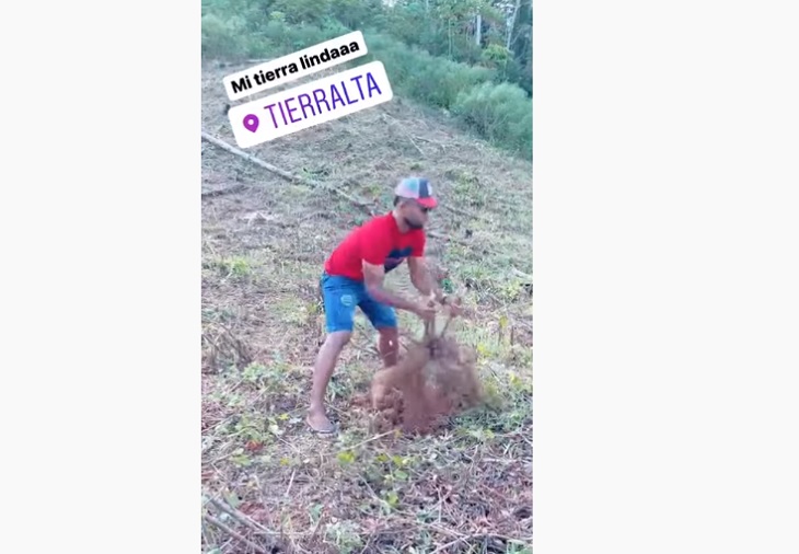 Miguel Borja - antes de definir su futuro muestra cómo arrancar una yuca