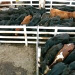 Argentina extiende por dos meses trabas a la exportación de carne vacuna