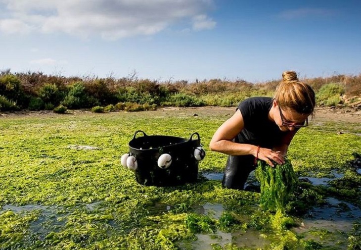 Cocinar con algas - Del arroz con salicornia a las croquetas de lechuga de mar