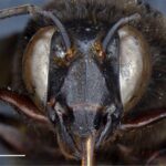 Descubren en Ecuador caso de abeja andrógina -mitad hembra, mitad macho
