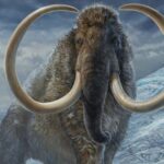 El colmillo de un mamut lanudo permite reconstruir sus pasos hace 17.000 años