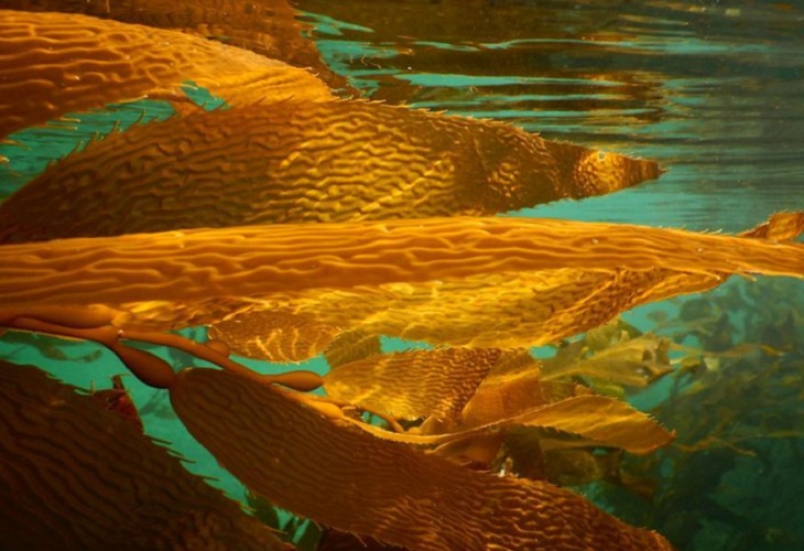 El efecto perverso del clima conserva los bosques marinos descritos por Darwin
